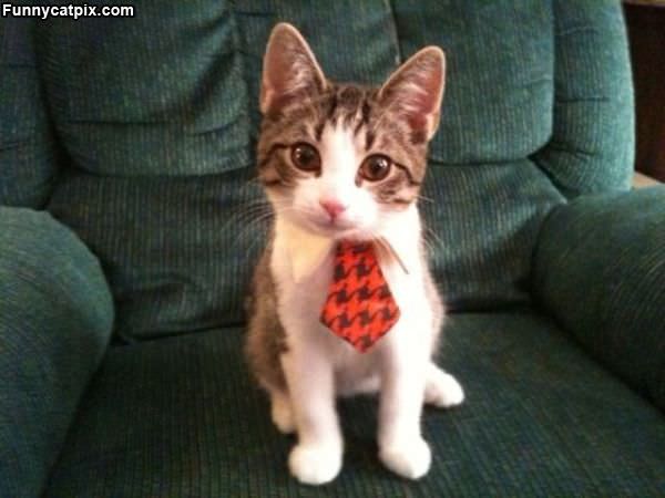 Do You Like My Tie