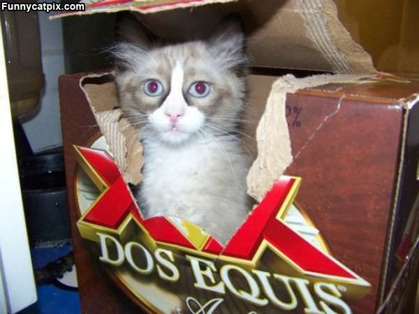 Dos Equis Cat