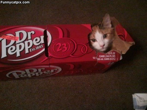 Dr Pepper Cat