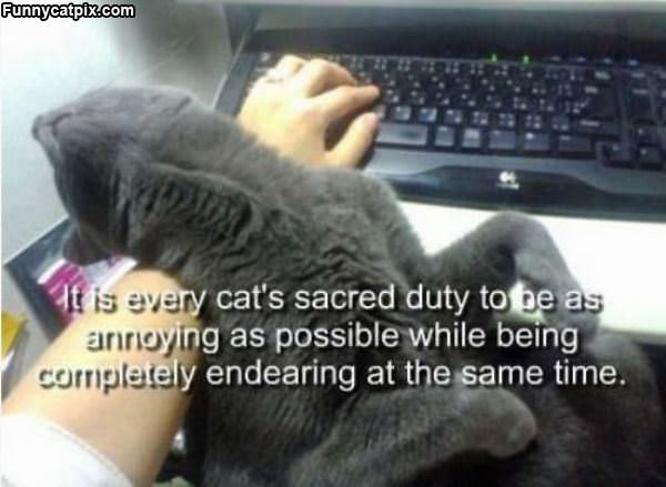 Every Cats Duty