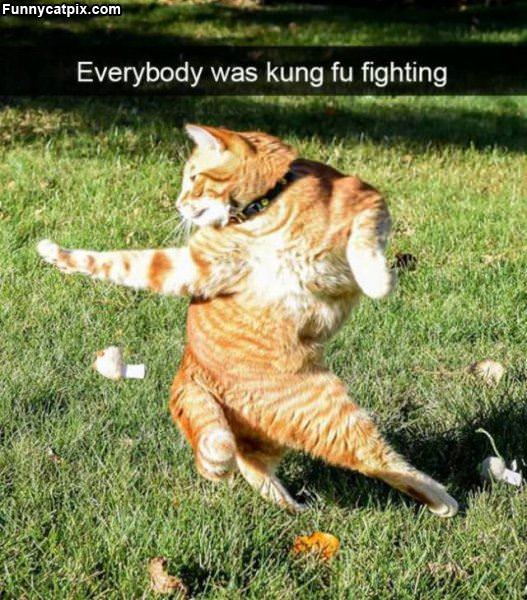 Everyone Was Kung Fu