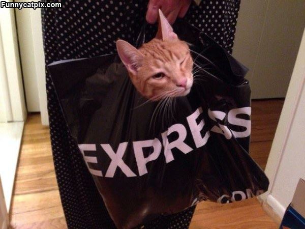 Express Cat Holder