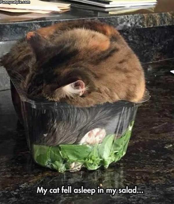 Fell Asleep In A Salad