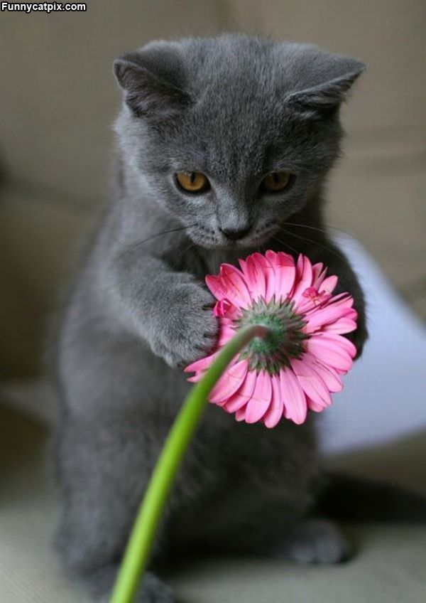 Flower For Me