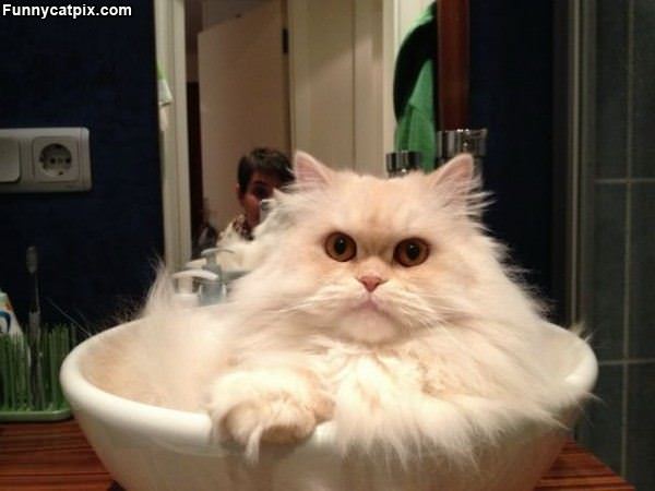 Fluffy Bowl Of Cat
