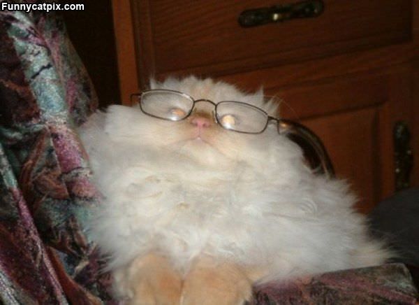 Fluffy Glasses Cat