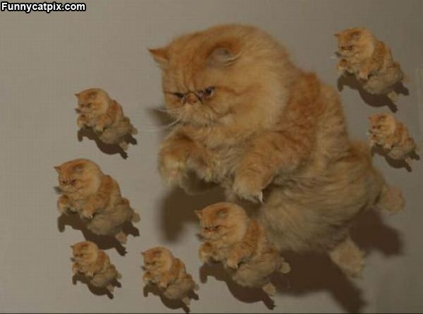 Flying Cat Army