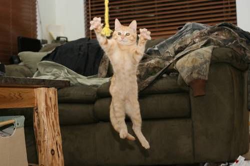 Flying Jumping Cat