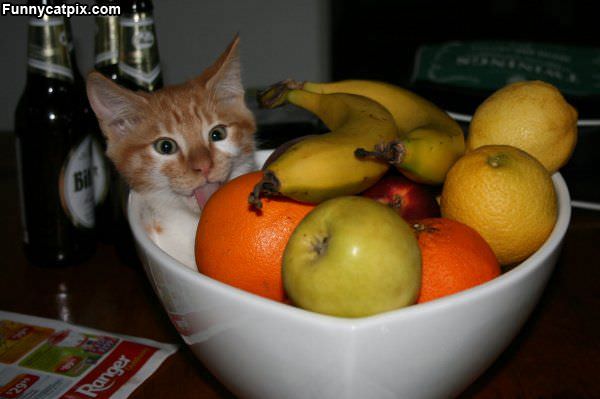 Fruity Cat