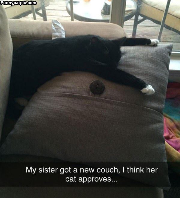 Funny Cat Lying Couch