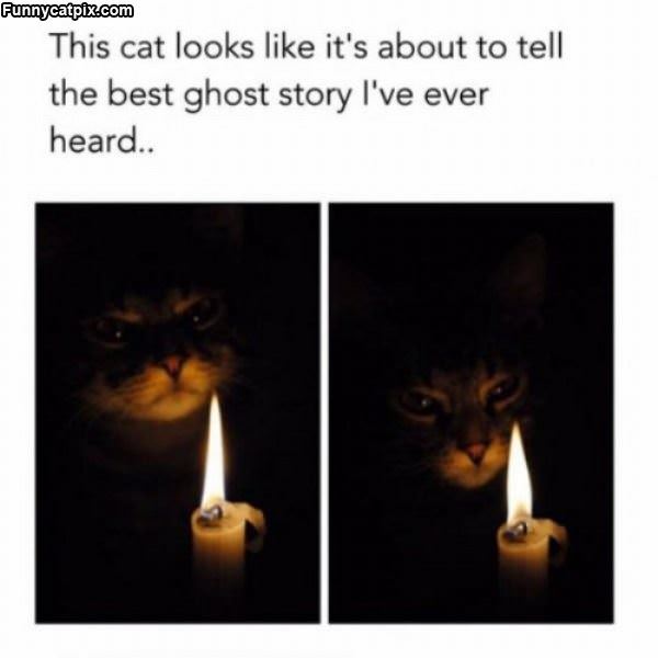 Ghost Story Cat