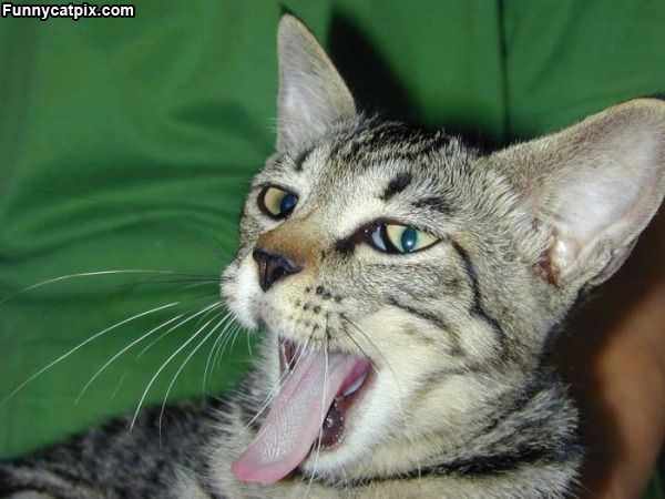 Giant Yawn Cat
