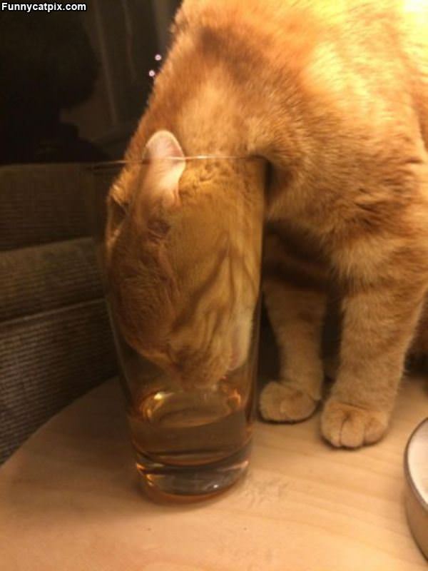Give Me A Sip
