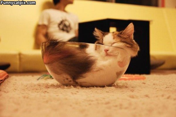 Glass Bowl Of Cat