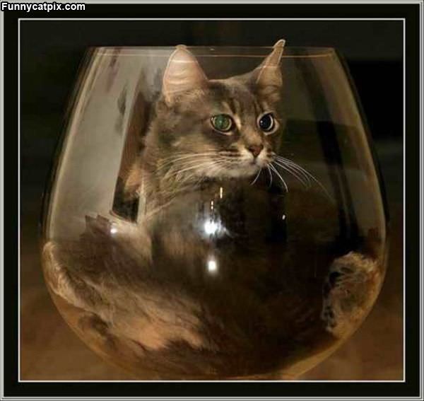 Glass Of Cat