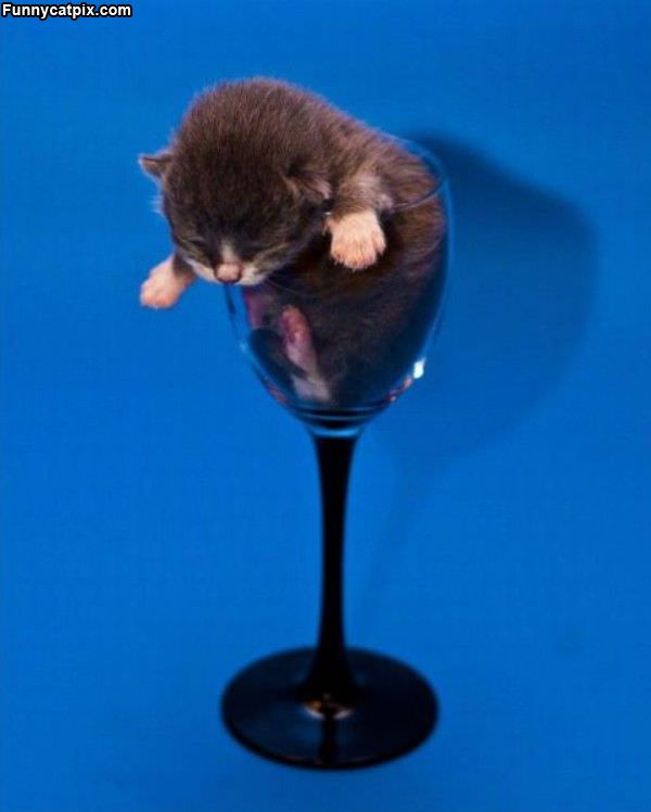 Glass Of Kitten