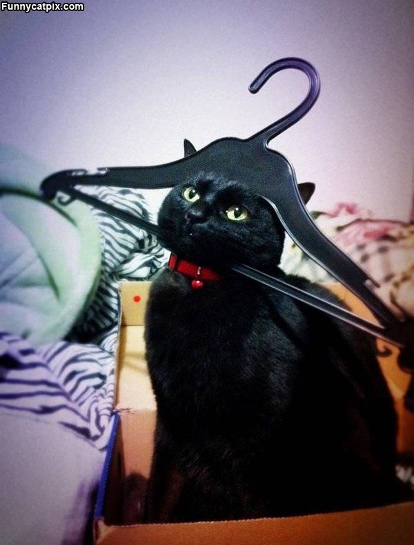 Hanger Cat