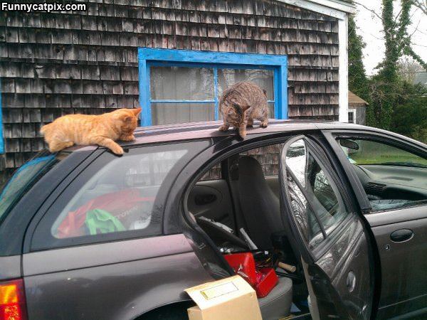 Helping Unload The Car