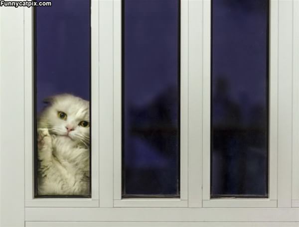 Hey Can You Let Me In