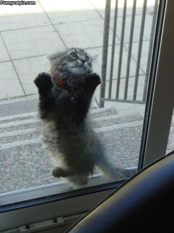 Hey Let Me In Now