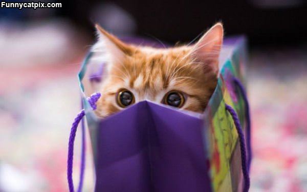 Hiding In The Bag