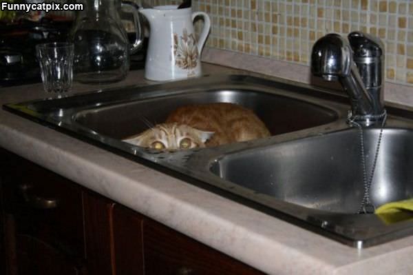 Hiding In The Sink