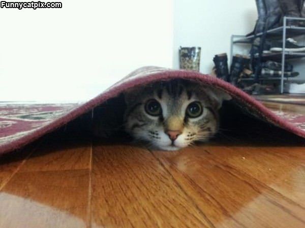 Hiding Under The Carpet