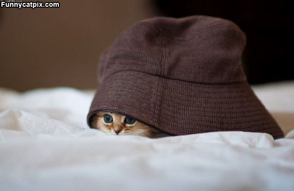 Hiding Under The Hat