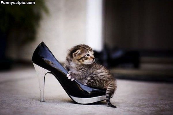 High Heel Kitten