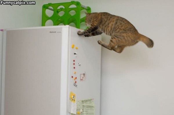 High Jump Cat