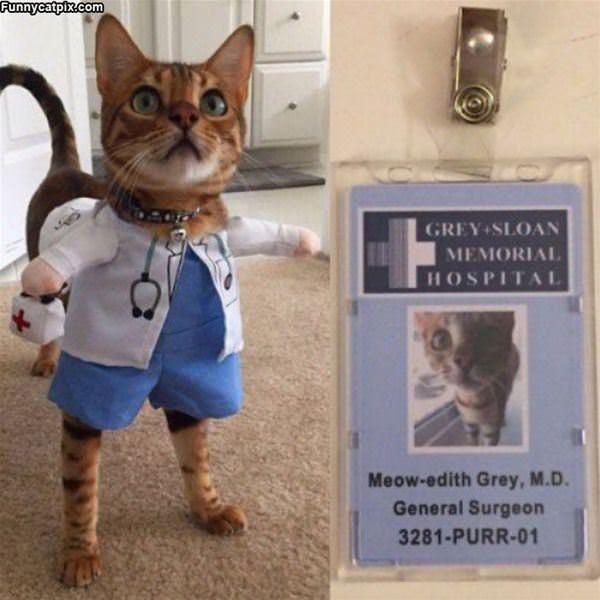 Hospital Kitty