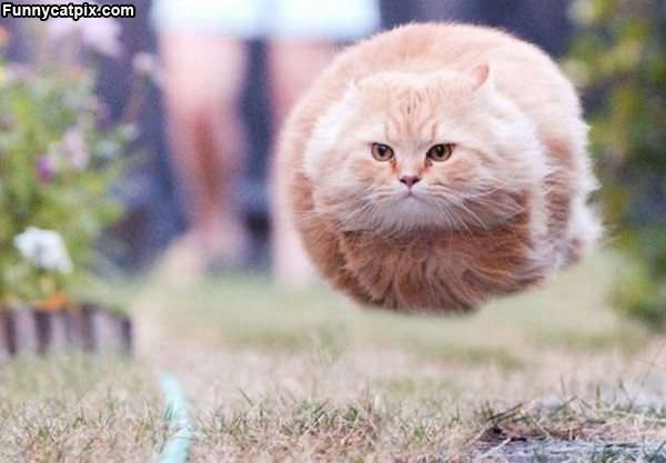 Hover Cat