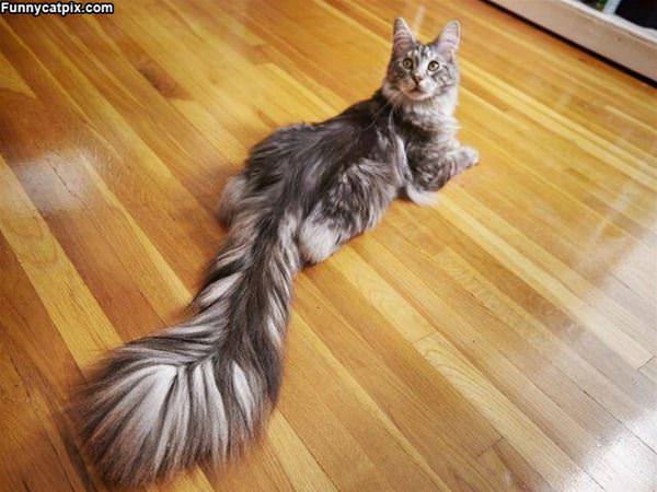 Huge Fluffy Tail