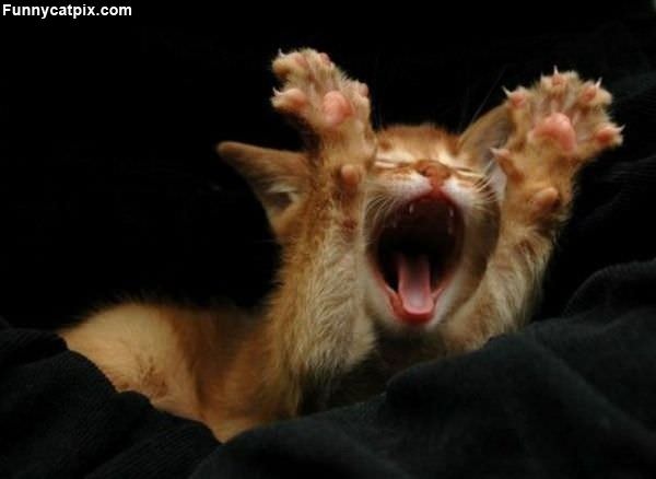 Huge Yawn Kitten