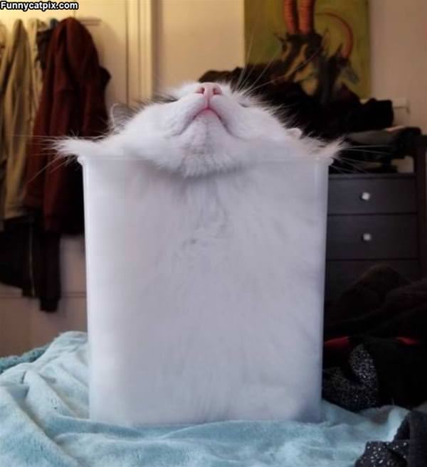 I Am A Cube Of A Cat