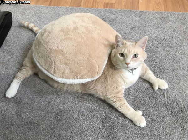 I Am A Turtle Now