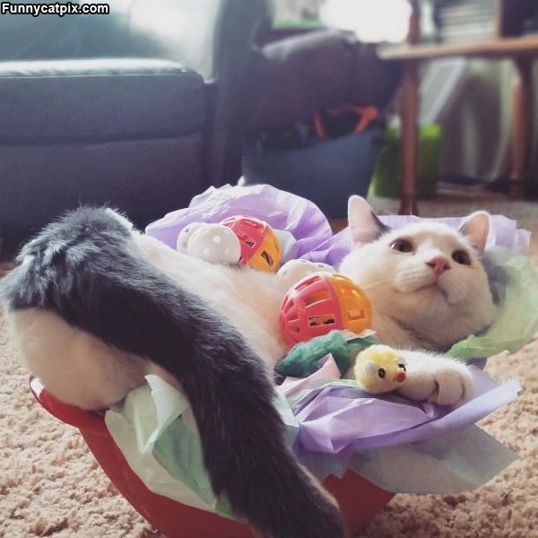 I Am Chillin In The Basket