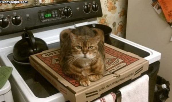 I Am Guarding The Pizza