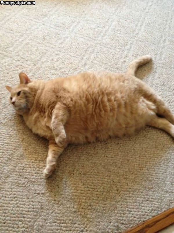 I Am The Fattest Cat
