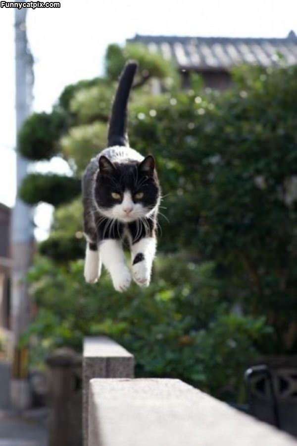 I Am The Hover Cat