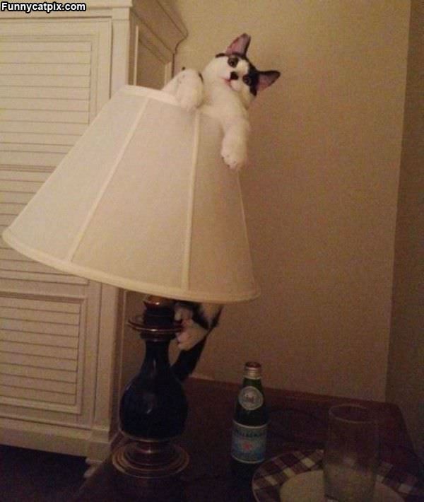 I Am The Lamp Cat
