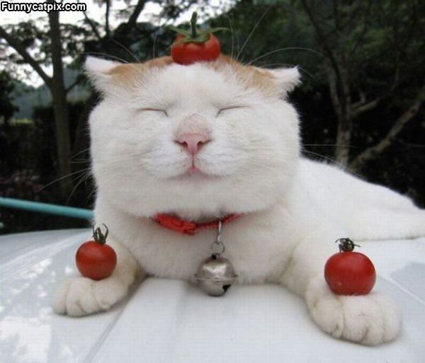 I Am Tomato Cat