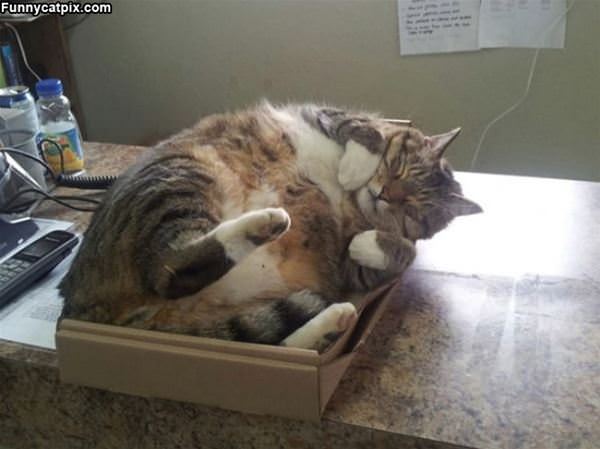 I Can Fit If I Try