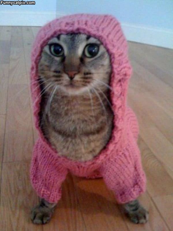 I Has A Sweater