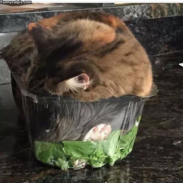 I Is A Salad