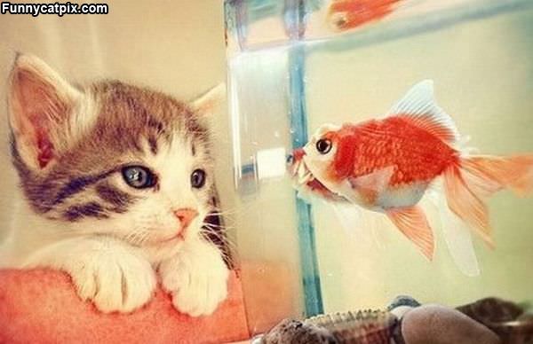 I Wish I Were A Fish