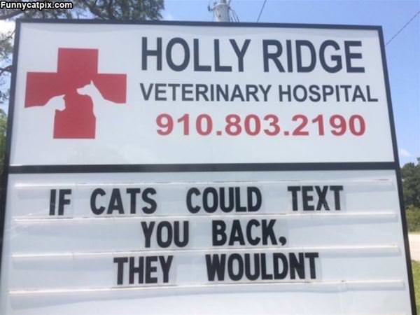 If Cats Could Text You Back