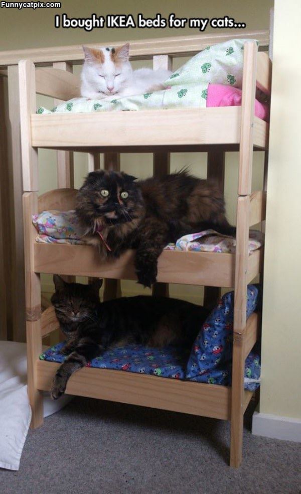 Ikea Cat Beds