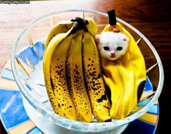 Im A Banana Kitty
