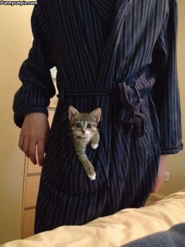 Im A Pocket Kitten